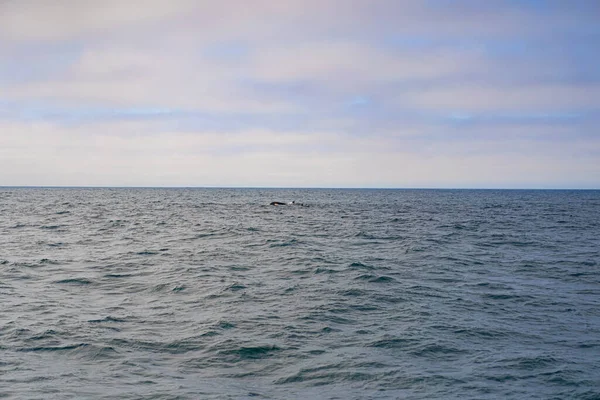 Φάλαινα Του Μόντερεϊ Μπέι — Φωτογραφία Αρχείου