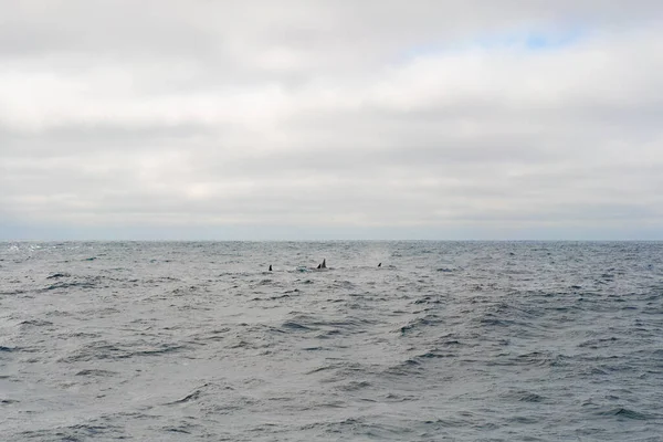 Monterey Bay Walwatch — Stockfoto