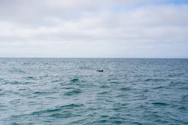 Monterey Bay Walwatch — Stockfoto
