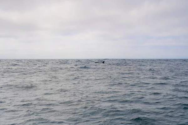 Monterey Bay Observation Des Baleines — Photo