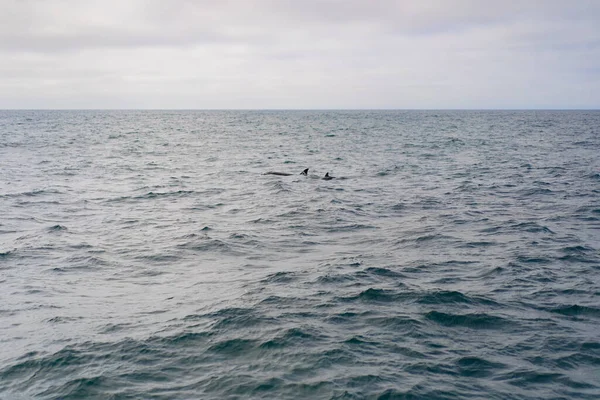 Monterey Bay Observation Des Baleines — Photo