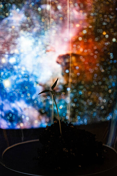 a sprout breaks out of the ground