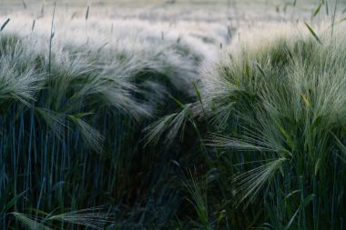 Buğday yeşili alan, arkaplan