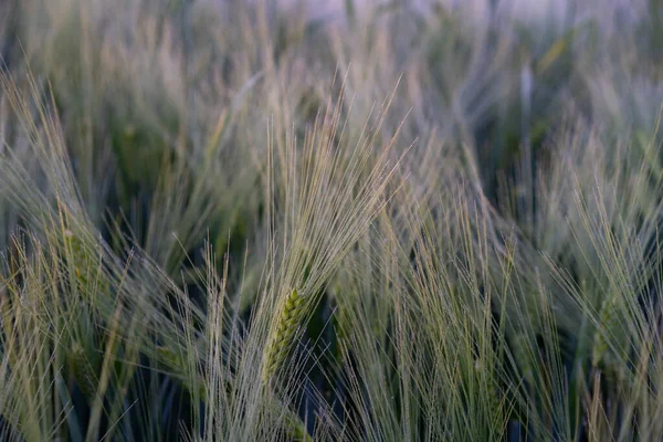 Işınlar Arka Planda Buğday Tarlası — Stok fotoğraf