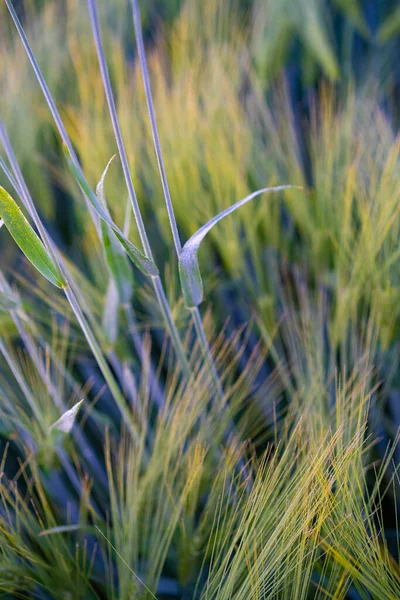 Işınlar Arka Planda Buğday Tarlası — Stok fotoğraf