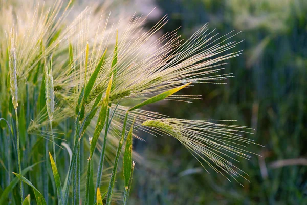 Campo Trigo Nos Raios Fundo — Fotografia de Stock