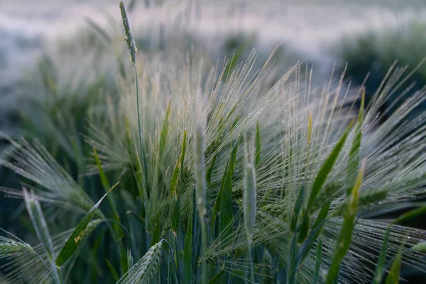 光線の中の麦畑 — ストック写真