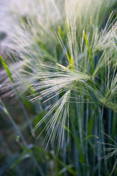 Пшеничне Поле Променях Фон — стокове фото