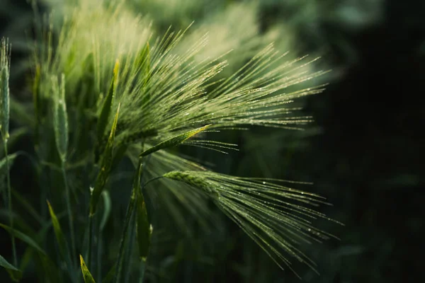 Wheat Field Rays Background — Stock Photo, Image