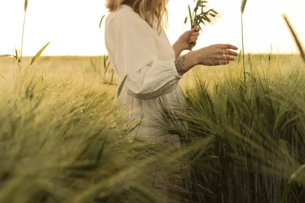 年轻美丽的女人 金发碧眼 身穿白衣 在麦田里采摘花束 在阳光下飘扬的头发 梦想家的时间 金色的日落 — 图库照片