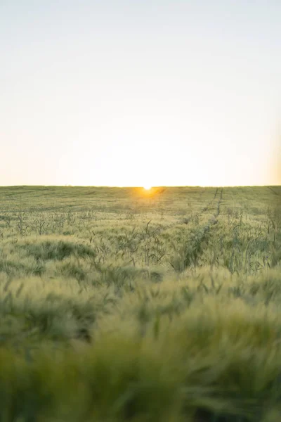 Σιτάρι Πεδίο Στις Ακτίνες Του Ήλιου Αυγή Φόντο — Φωτογραφία Αρχείου