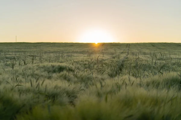 Pšeničné Pole Paprscích Ranního Slunce Pozadí — Stock fotografie