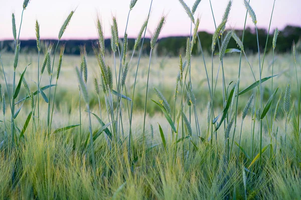 Зелёное Пшеничное Поле Фон — стоковое фото