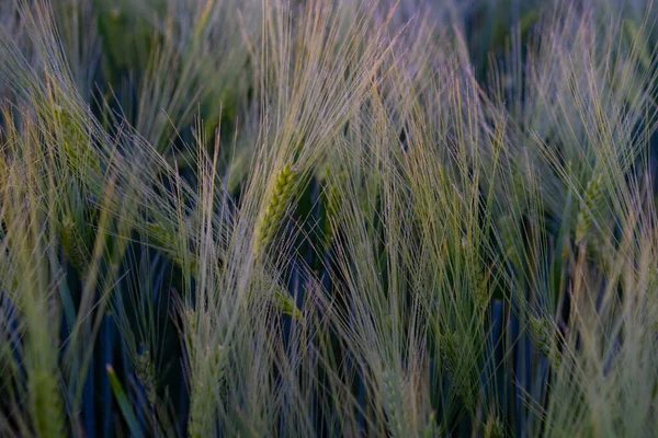 Buğday Yeşili Alan Arkaplan — Stok fotoğraf