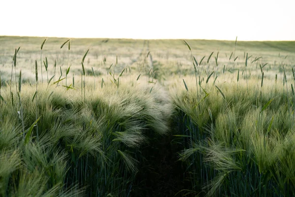 Campo Verde Trigo Fondo — Foto de Stock