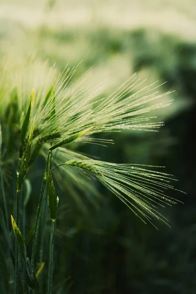 Campo Verde Grano Sfondo — Foto Stock