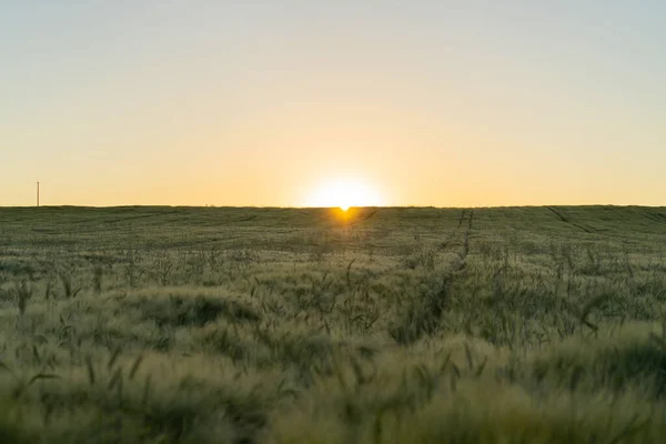 Campo Trigo Nos Raios Sol Alvorada Fundo — Fotografia de Stock