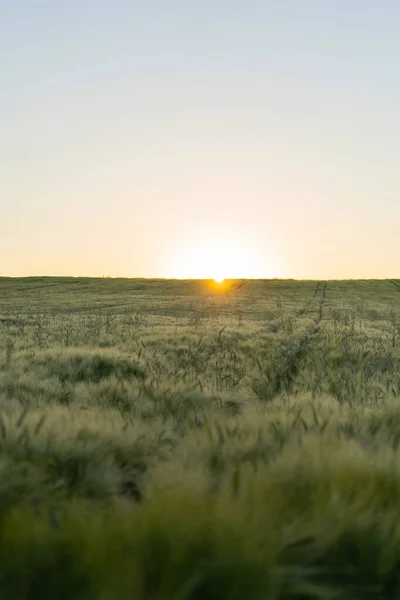 Weizenfeld Den Strahlen Der Morgensonne Hintergrund — Stockfoto