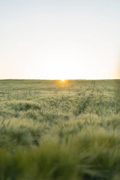 Wheat Field Rays Dawn Sun Background — Stock Photo, Image