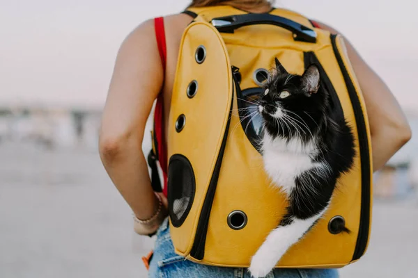 young woman with a cat in a backpack on the seashore. Travel concept with a pet.