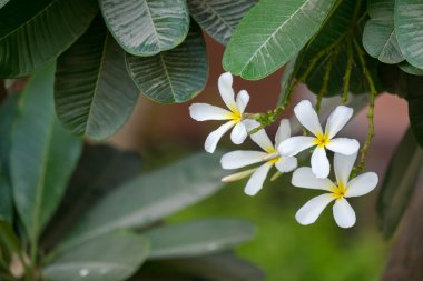 Frangipani bitki, Dubai