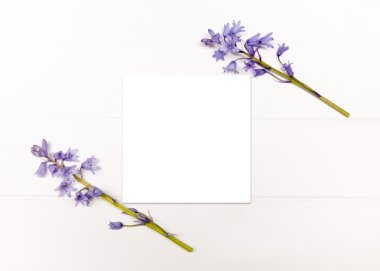 Stok fotoğraf bluebells ile tarz.