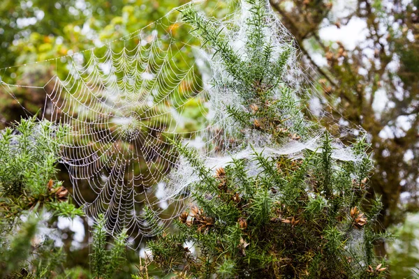 이른 아침 거미줄 — 스톡 사진