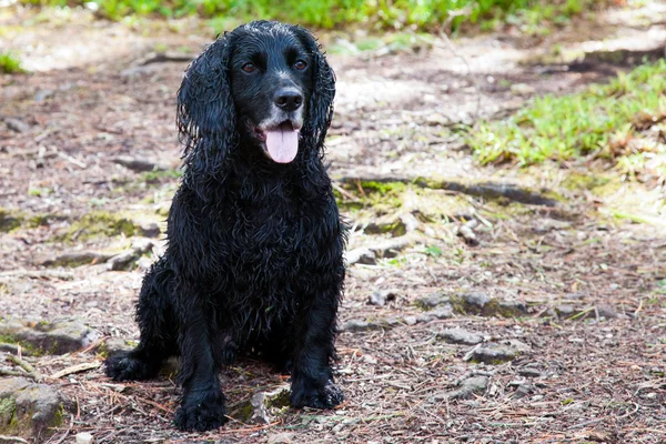 Black Cocker Spaniel — Stock Photo, Image