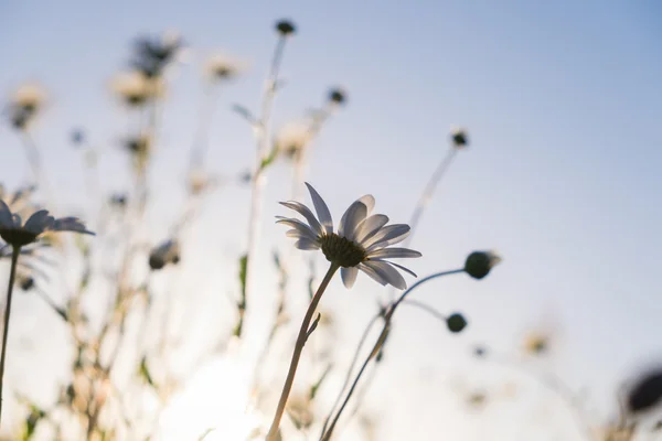 Daisies — Stock Photo, Image