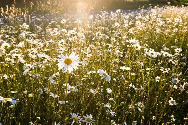 Daisies — Stock Photo, Image