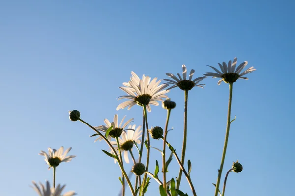 Daisies — Stock Photo, Image