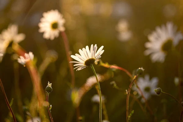 Daisies — Stock Photo, Image