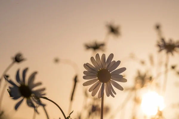 Daisies — Stock Photo, Image