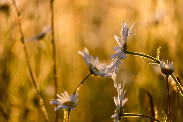 Daisies — Stock Photo, Image