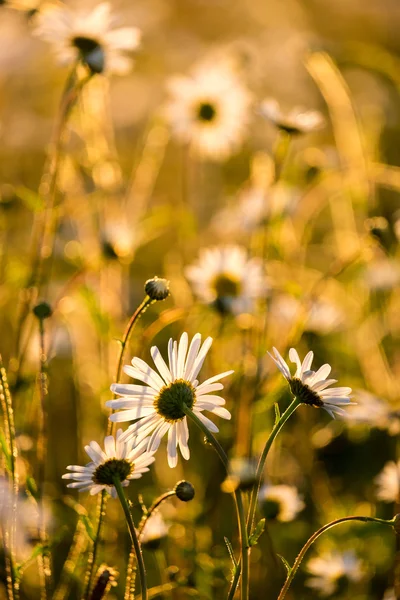 Daisies — Stock Photo, Image