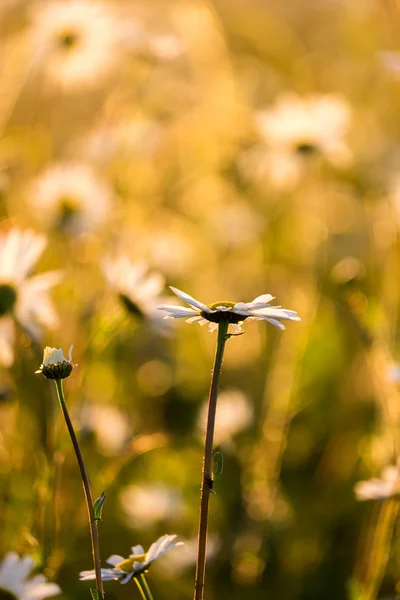 Daisies — Stock Photo, Image