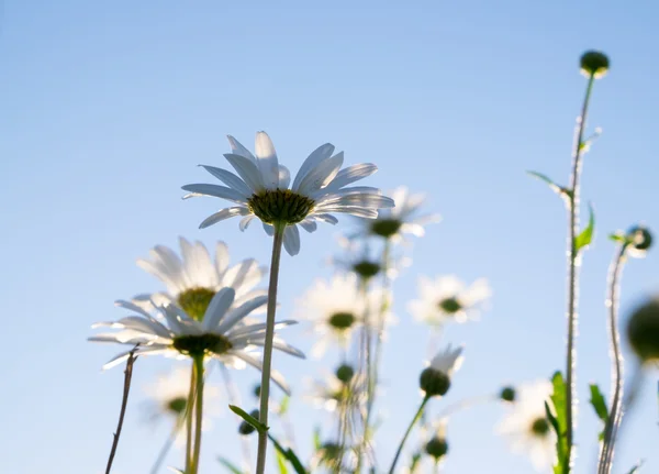 Daisies — Stock Photo, Image