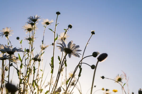 Daisies — Stock Photo, Image