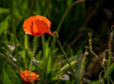 Poppy geri alana yaktı