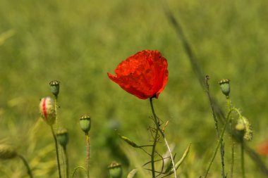 bir kırmızı gelincik