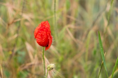 bir kırmızı gelincik