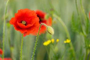 bir kırmızı gelincik