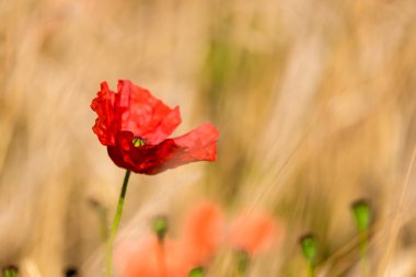 bir kırmızı gelincik