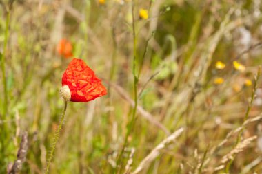 bir kırmızı gelincik