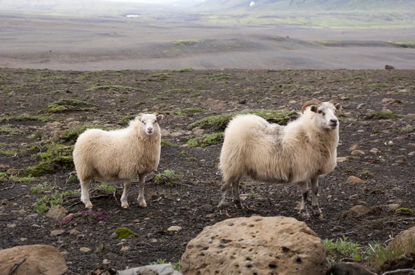 アイスランドの 2 羊 — ストック写真