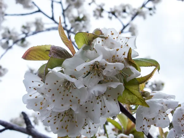 Flor de amêndoa — Fotografia de Stock