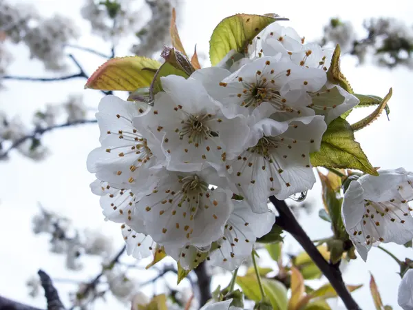 アーモンドの花 — ストック写真