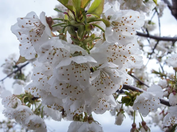 Flor de amêndoa — Fotografia de Stock