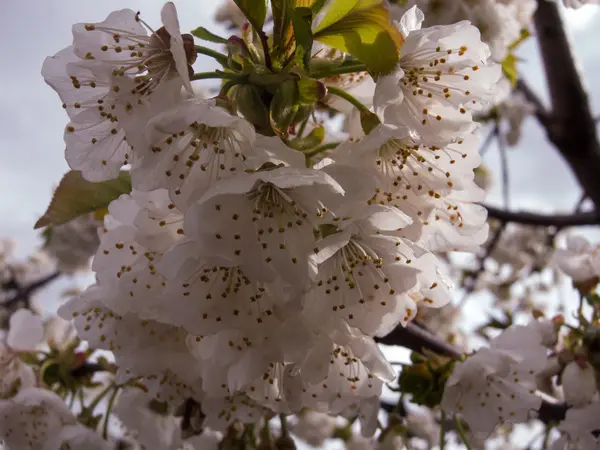 アーモンドの花 — ストック写真