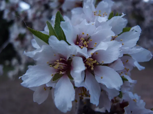 Flor de amêndoa — Fotografia de Stock